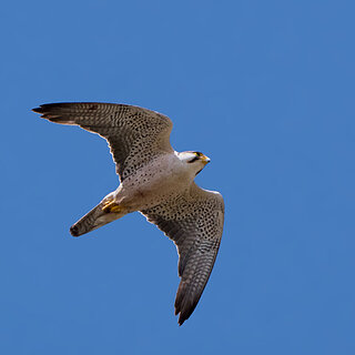 Bale Mountains - Sanetti - Lanner falcon